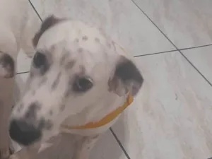 Cachorro raça SRD-ViraLata idade 1 ano nome Meguie