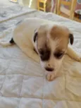 Cães 