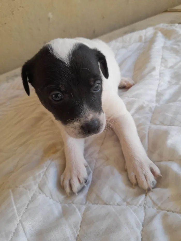 Cachorro raça Indefinido  idade Abaixo de 2 meses nome Cães 