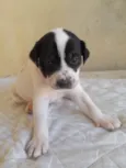 Cães 