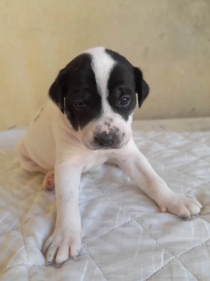 Cachorro raça Indefinido  idade Abaixo de 2 meses nome Cães 