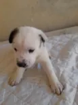Cães 