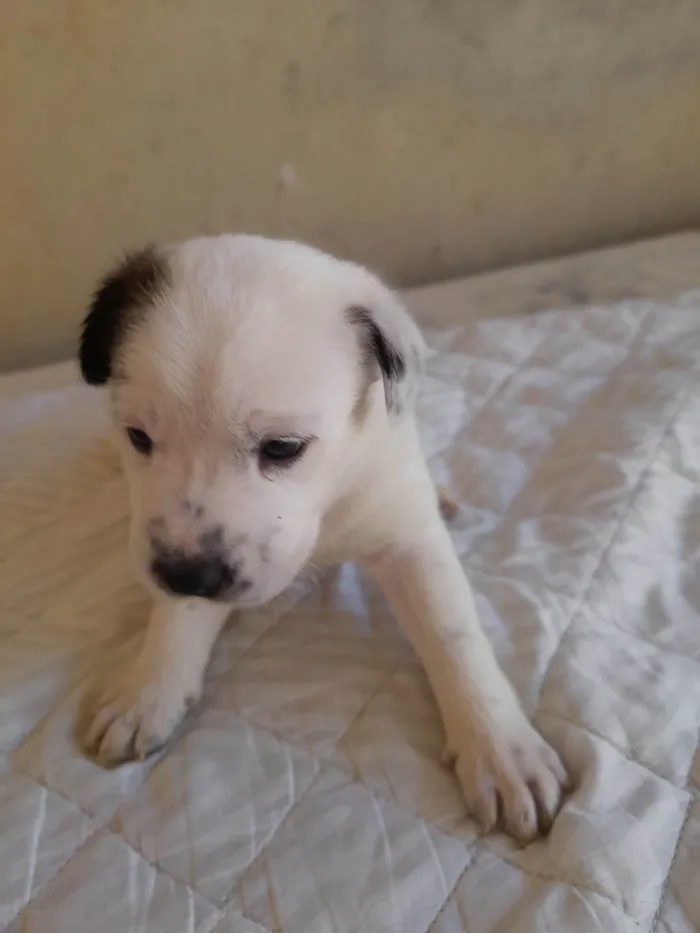 Cachorro raça Indefinido  idade Abaixo de 2 meses nome Cães 