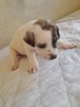 Cães 