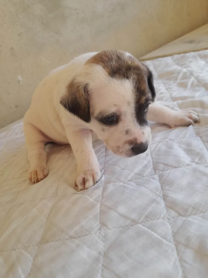 Cachorro raça Indefinido  idade Abaixo de 2 meses nome Cães 