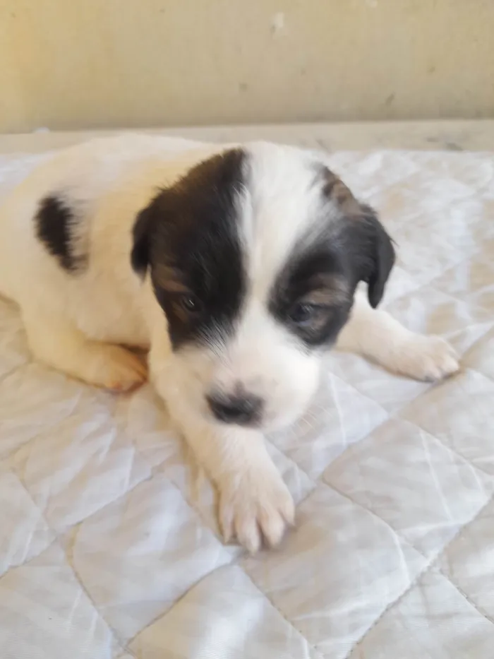 Cachorro raça Indefinido  idade Abaixo de 2 meses nome Cães 