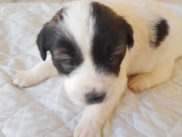 Cachorro raça Indefinido  idade Abaixo de 2 meses nome Cães 