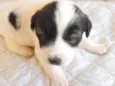Cães 