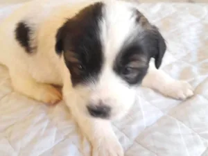 Cachorro raça Indefinido  idade Abaixo de 2 meses nome Cães 