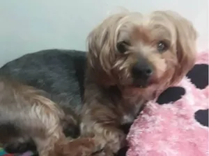Cachorro raça Yorkshire idade 6 ou mais anos nome Sem nome
