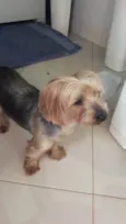 Cachorro raça Yorkshire idade 6 ou mais anos nome Sem nome