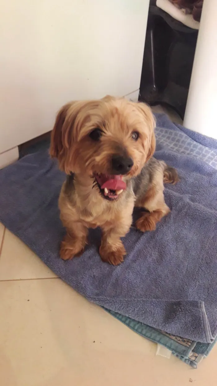 Cachorro raça Yorkshire idade 6 ou mais anos nome Sem nome