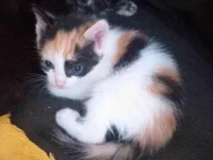 Gato raça SRD-ViraLata idade 2 a 6 meses nome -