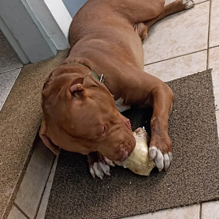 Cachorro raça Pitbull  idade 7 a 11 meses nome Rachid 