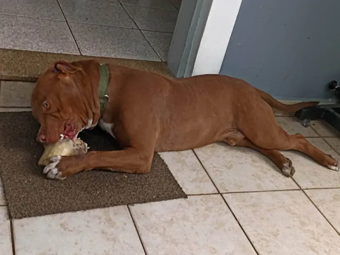 Cachorro raça Pitbull  idade 7 a 11 meses nome Rachid 