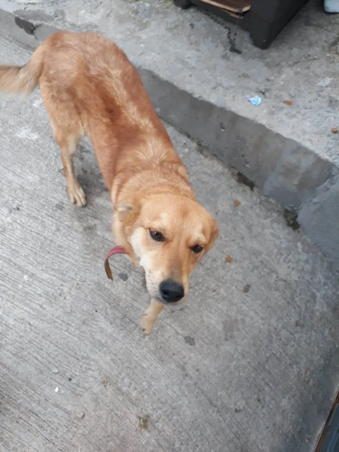 Cachorro raça Sem raça definida idade 1 ano nome Sem nome