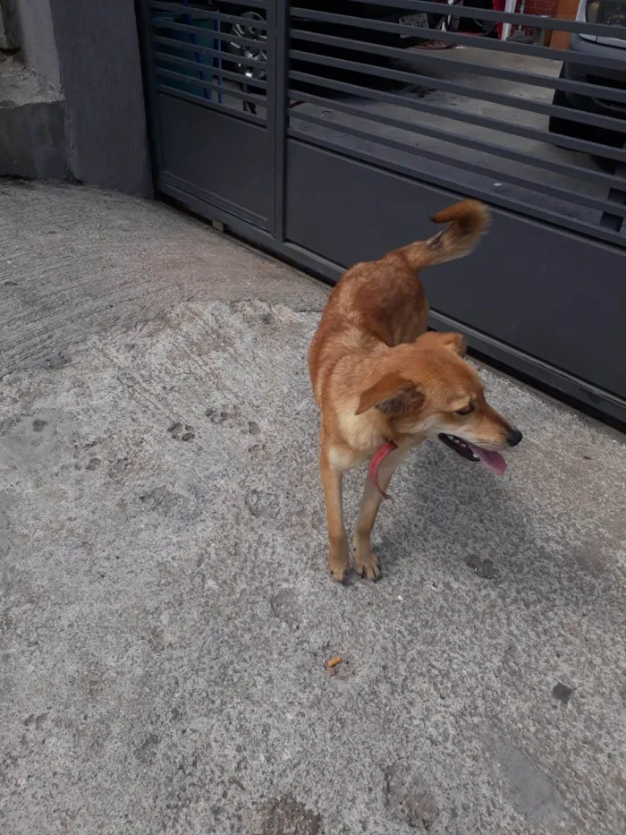 Cachorro raça Sem raça definida idade 1 ano nome Sem nome