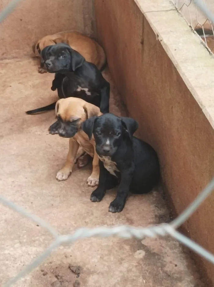 Cachorro ra a box/ vira lata idade Abaixo de 2 meses nome sem nome