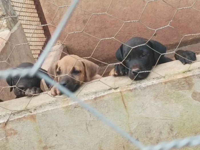 Cachorro ra a box/ vira lata idade Abaixo de 2 meses nome sem nome