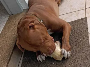 Cachorro raça Pitbull  idade 7 a 11 meses nome Rachid 