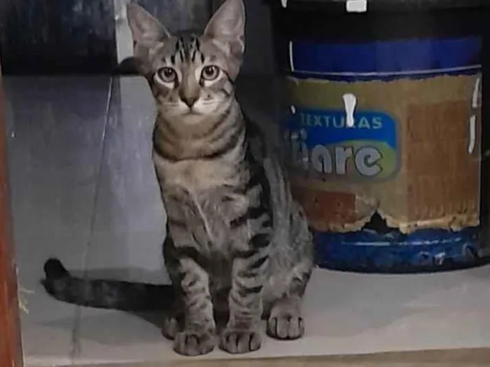 Gato ra a  idade 2 a 6 meses nome Não tem nome