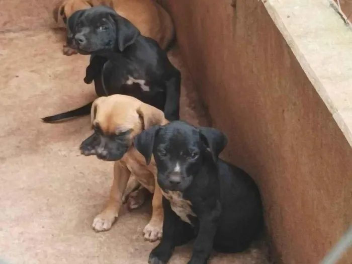 Cachorro ra a box/ vira lata idade Abaixo de 2 meses nome sem nome