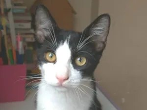 Gato raça srd frajolinha  idade 2 a 6 meses nome ULLY