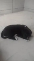 Apolo