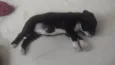 Apolo