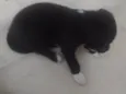 Apolo