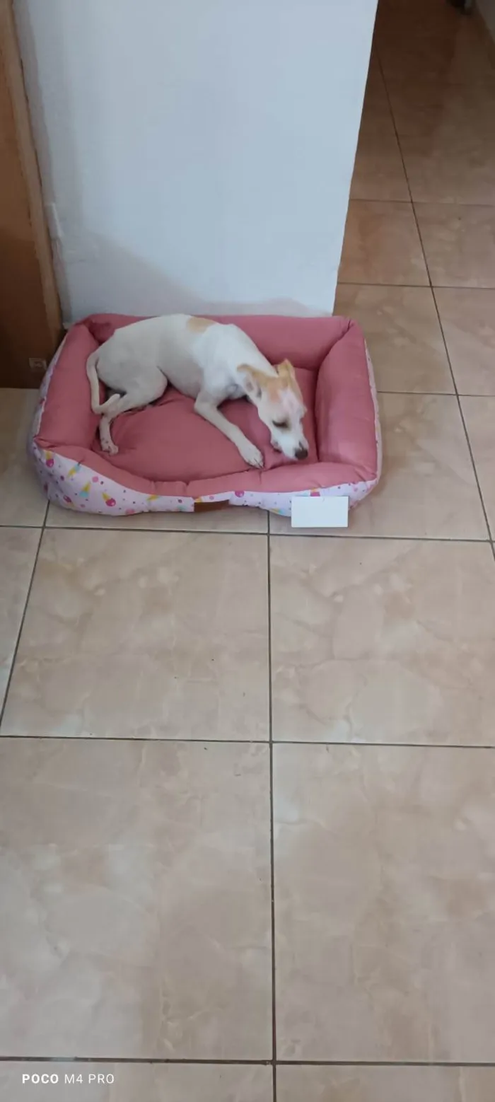 Cachorro ra a SRD idade 2 a 6 meses nome Pipoca