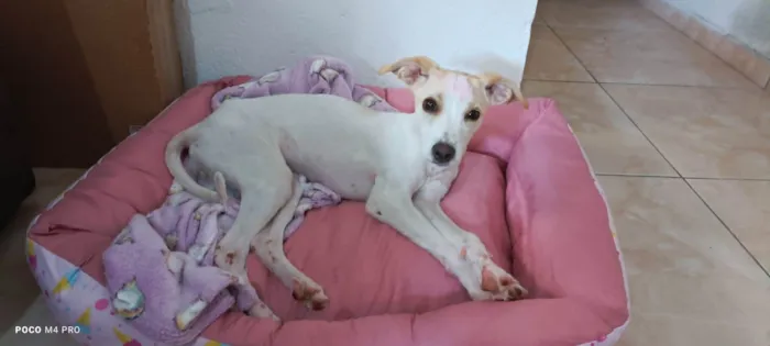 Cachorro ra a SRD idade 2 a 6 meses nome Pipoca