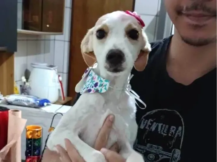 Cachorro ra a SRD idade 2 a 6 meses nome Pipoca