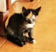 Pipoca