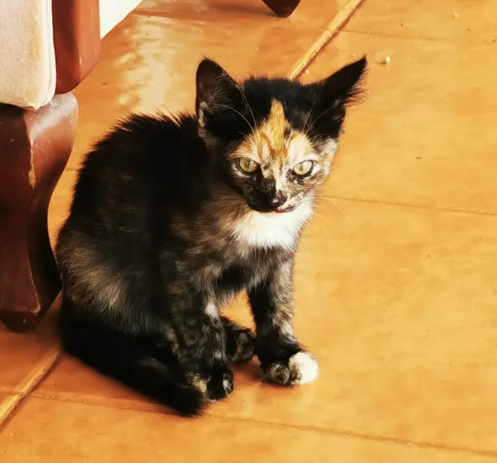 Gato ra a SRD-ViraLata idade 2 a 6 meses nome Pipoca