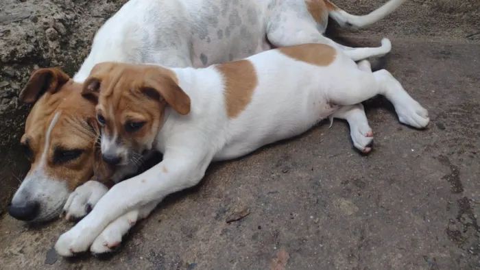 Cachorro raça SRD-ViraLata idade 2 a 6 meses nome Pudim