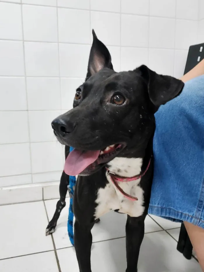 Cachorro ra a SRD-ViraLata idade 2 anos nome KIARA