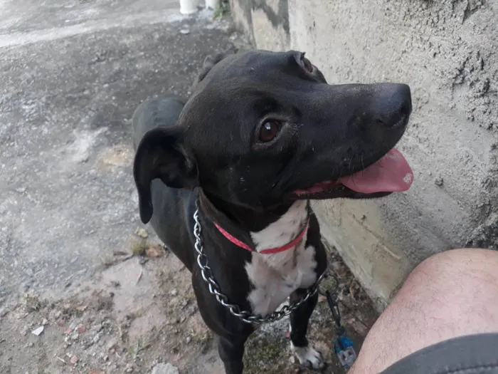 Cachorro ra a SRD-ViraLata idade 2 anos nome KIARA