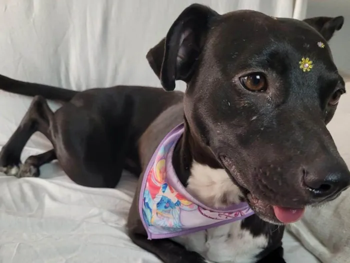 Cachorro ra a SRD-ViraLata idade 2 anos nome KIARA