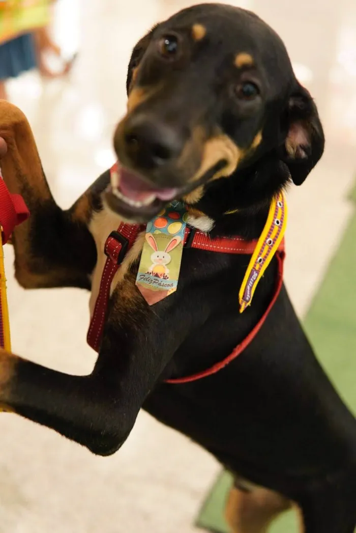 Cachorro ra a SRD-ViraLata idade 1 ano nome Tobby