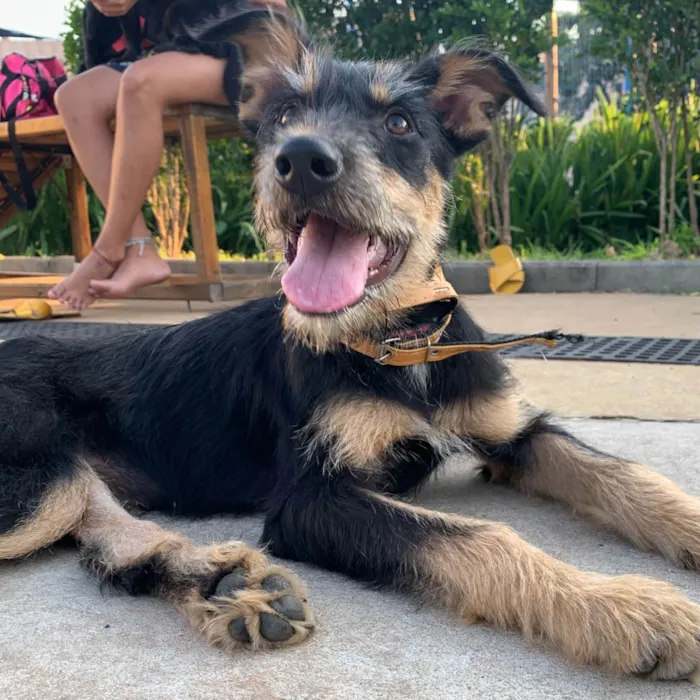Cachorro raça SRD idade 2 a 6 meses nome Vitória