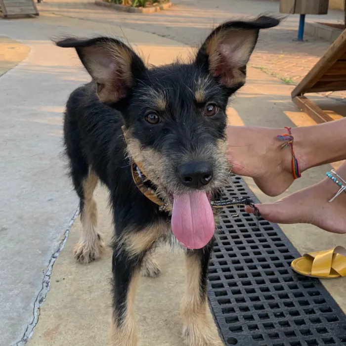 Cachorro raça SRD idade 2 a 6 meses nome Vitória