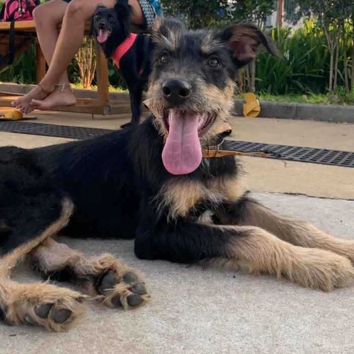 Cachorro raça SRD idade 2 a 6 meses nome Vitória