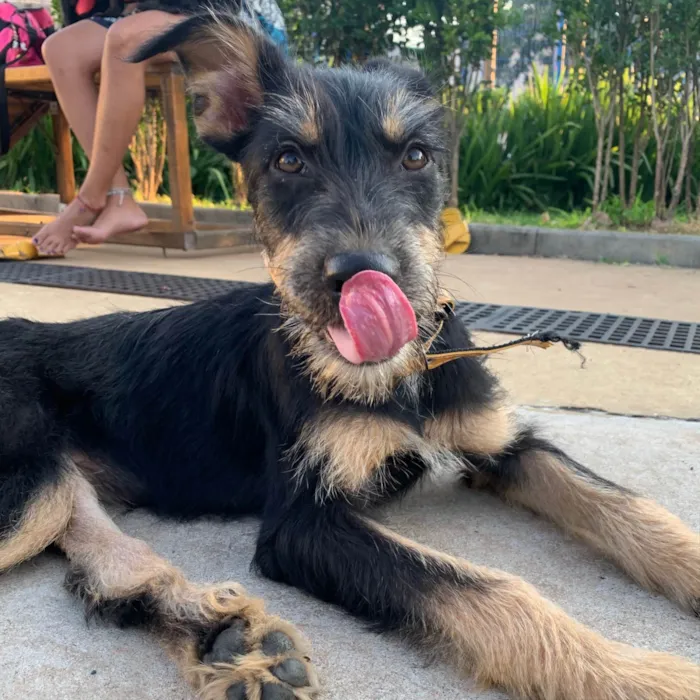 Cachorro raça SRD idade 2 a 6 meses nome Vitória
