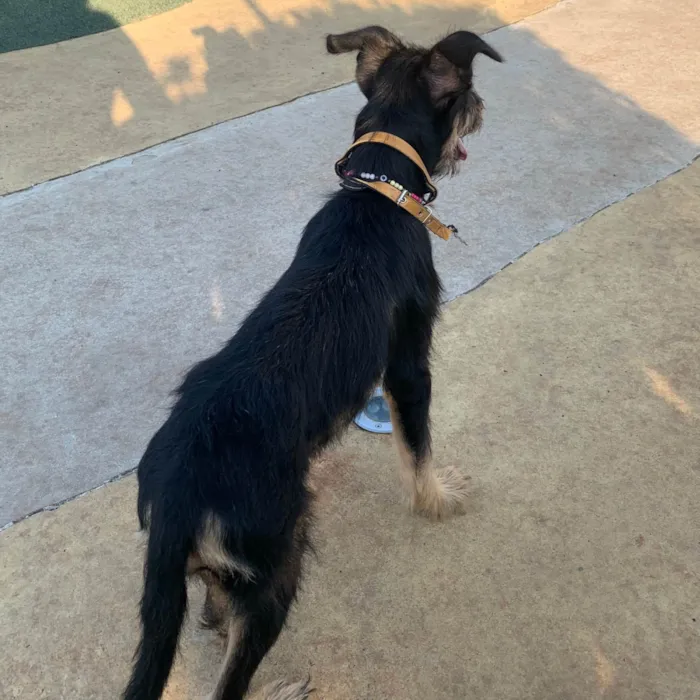 Cachorro raça SRD idade 2 a 6 meses nome Vitória