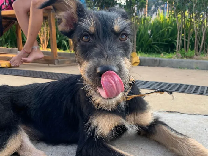 Cachorro raça SRD idade 2 a 6 meses nome Vitória