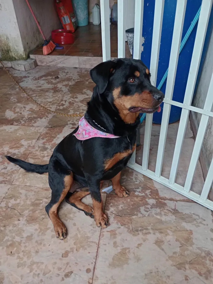 Cachorro ra a Rottweiler idade 1 ano nome Maia