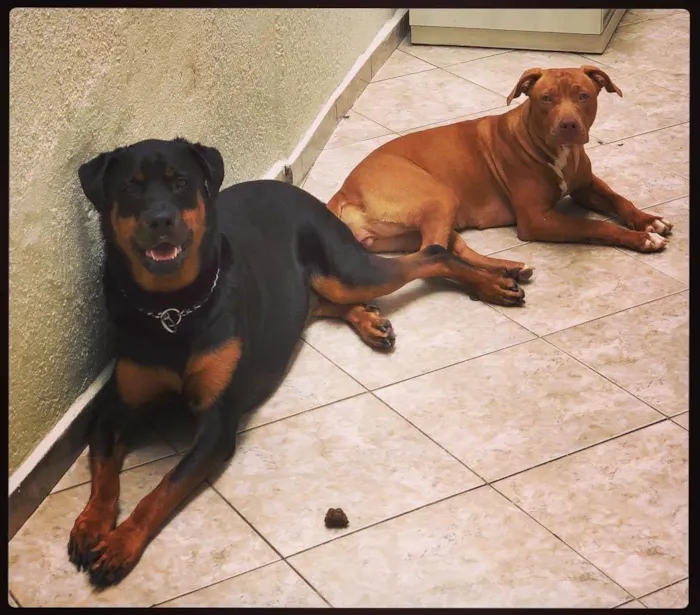 Cachorro raça Rottweiler / pittibull idade 6 ou mais anos nome JADE / ARIEL