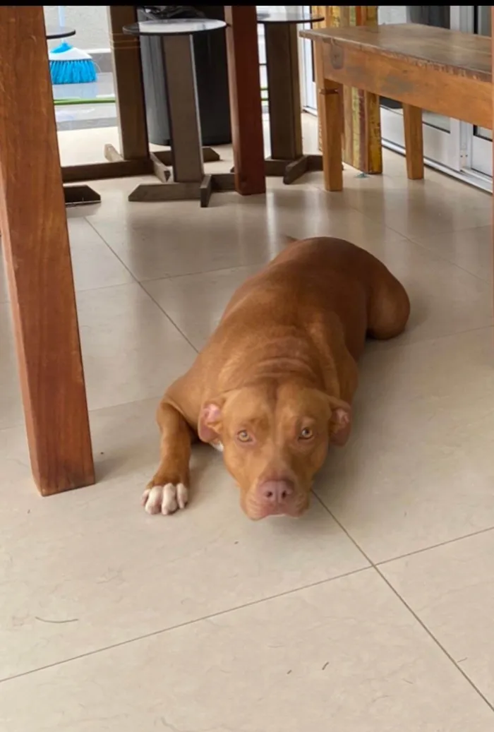 Cachorro raça Rottweiler / pittibull idade 6 ou mais anos nome JADE / ARIEL