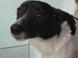 Cachorro raça  idade  nome dgeeasrgreger